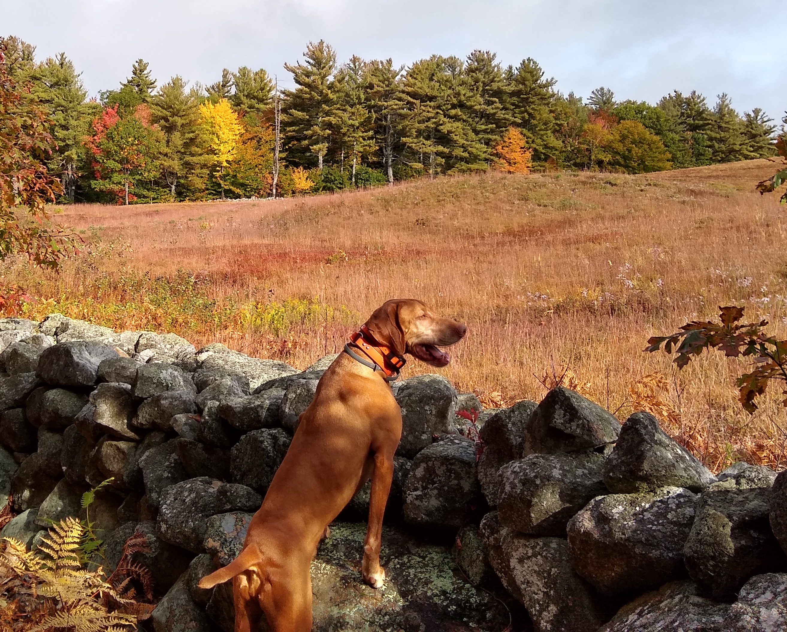 A New Hampshire fall landscape
