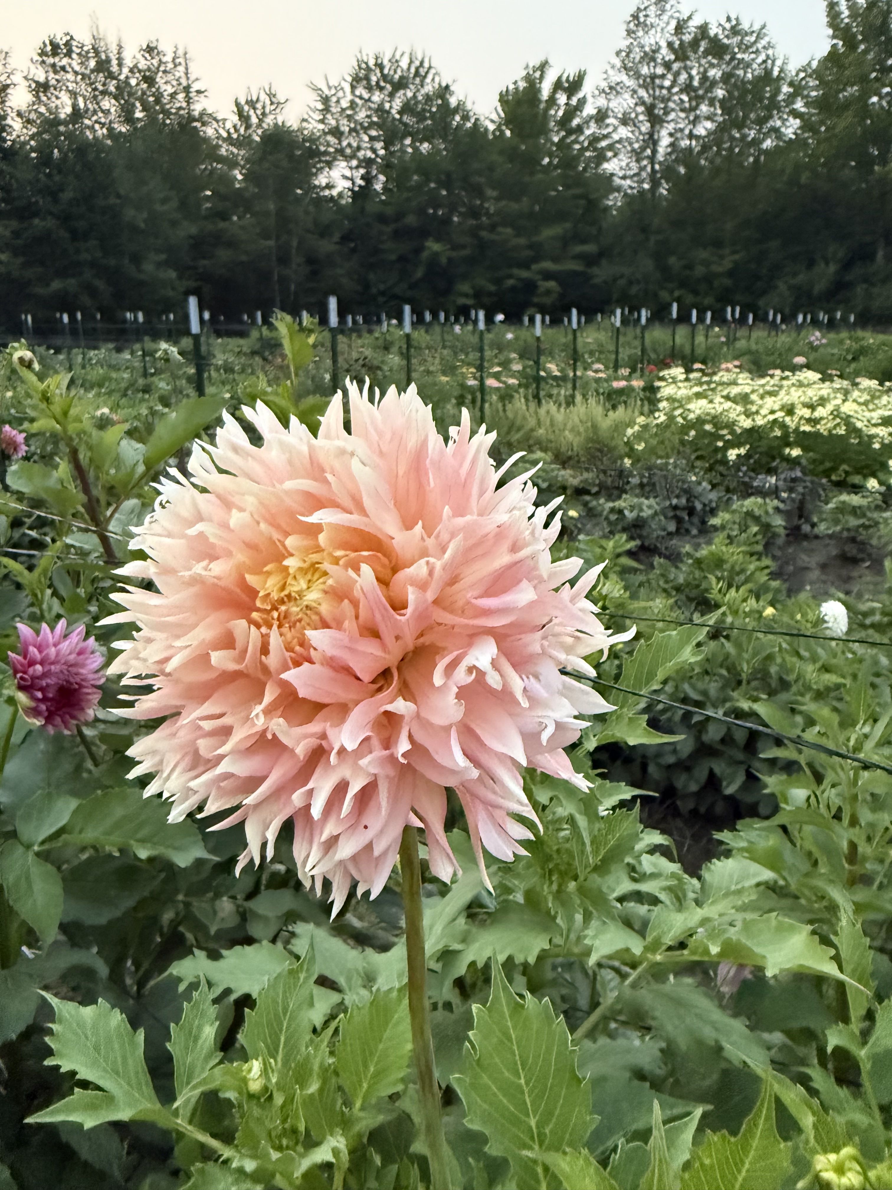 Local flower farm in Grafton County